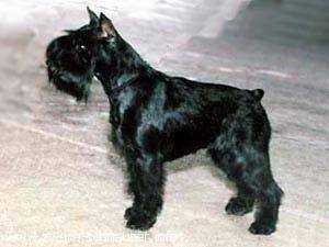 Queen van de Havenstad | Miniature Schnauzer 