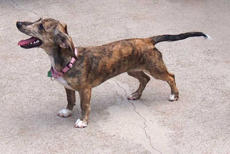 Eridox Running with Scissors | Dachshund 