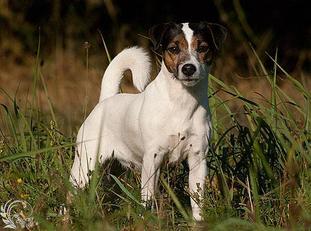 Power of Pearl von der Grenzsägmühle | Parson Russell Terrier 