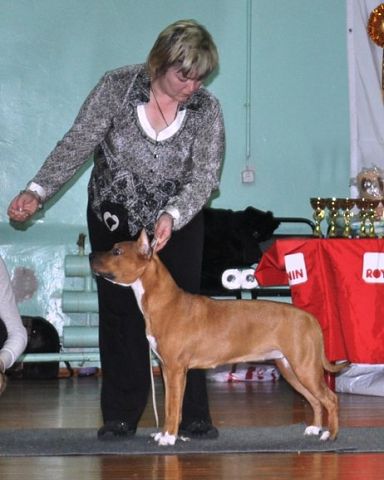 Alvart Dia Shampan | American Staffordshire Terrier 