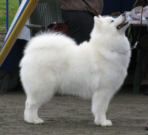 Talvitahti Spica | Samoyed 