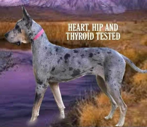 Sierra Nevada Danes Echo Summit Of VVA | Great Dane 