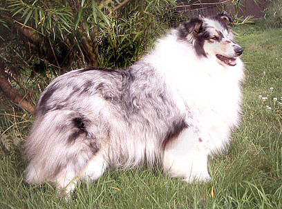 Wicani Dances By Moonlight | Rough Collie 