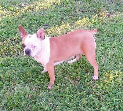 Five J's Paris of Just Because | Boston Terrier 