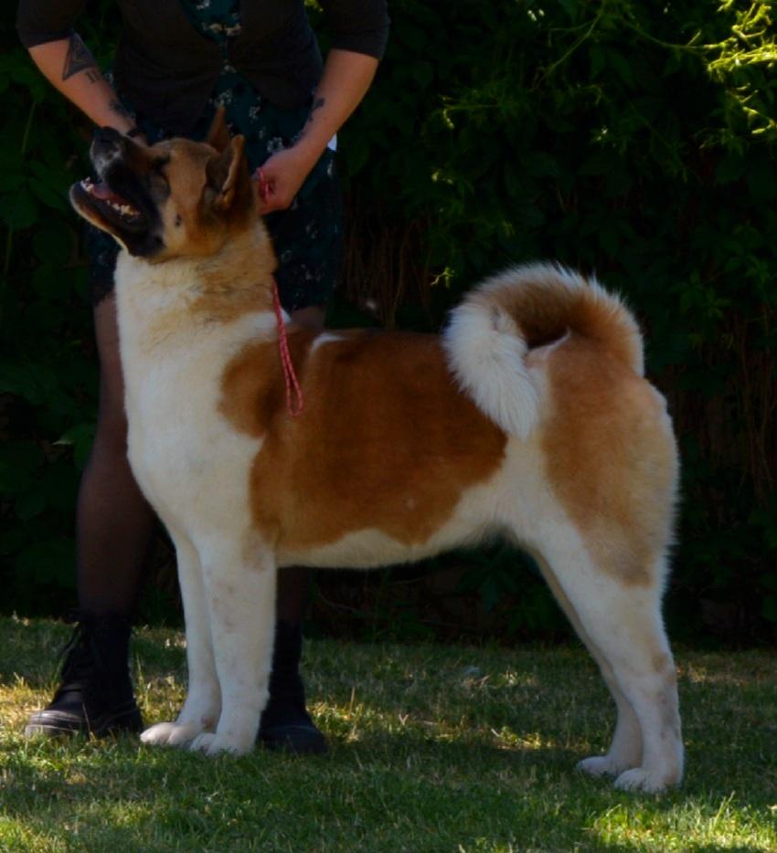 In Joy And Sorrow Asahi Akitas | Akita 