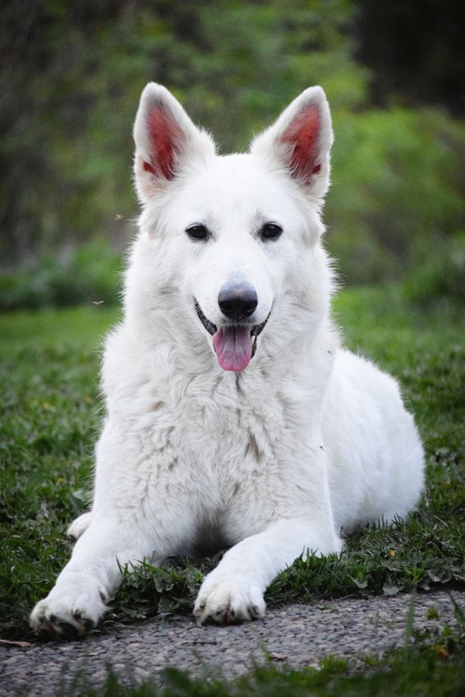 Kuoppamäen Iki Ihana | White Swiss Shepherd Dog 