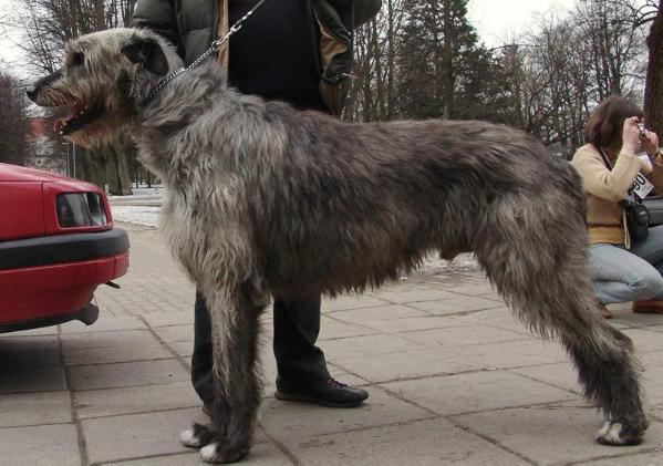 Dwar's Valley Grand | Irish Wolfhound 