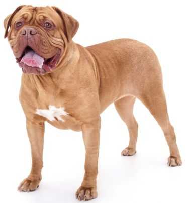 Durhamdogues Extra Gold | Dogue de Bordeaux 