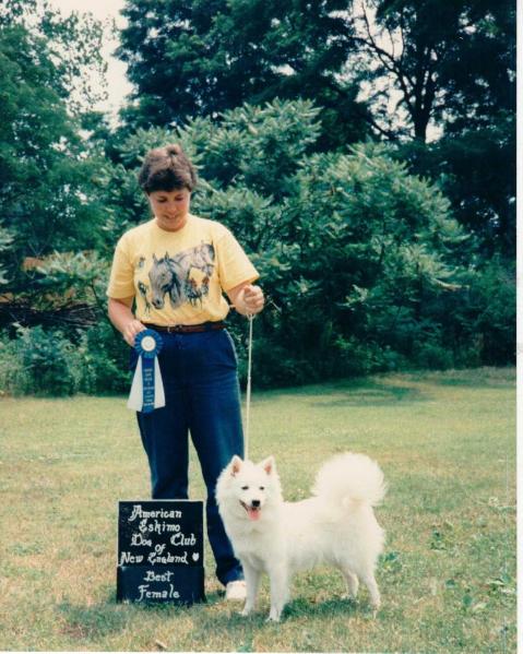 NORTHERN LIGHTS RUFFLED SNOW | American Eskimo Dog 