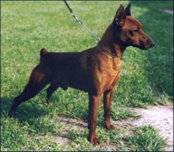 Nelson di Kristianden | Miniature Pinscher 