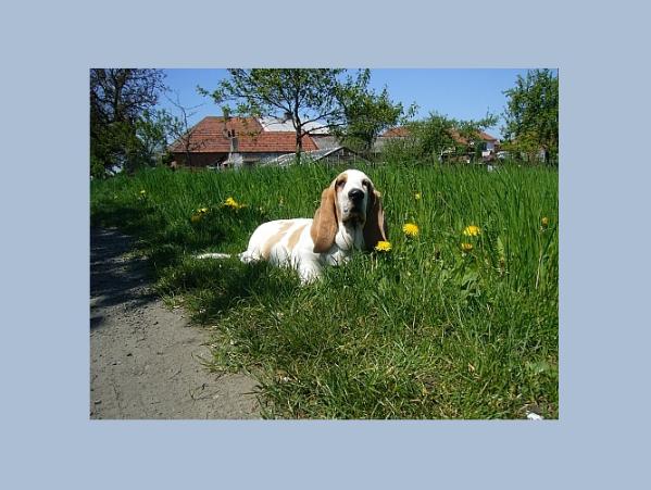 Mary Lady Barnett's | Basset Hound 