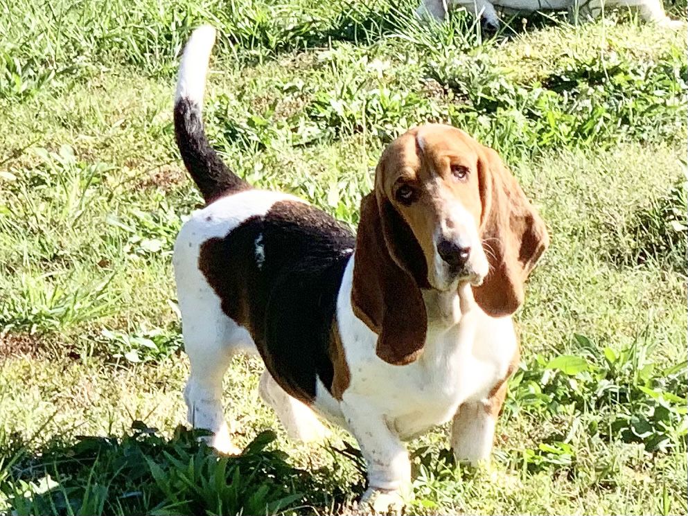 Lilly Of Mockingbird Lane | Basset Hound 