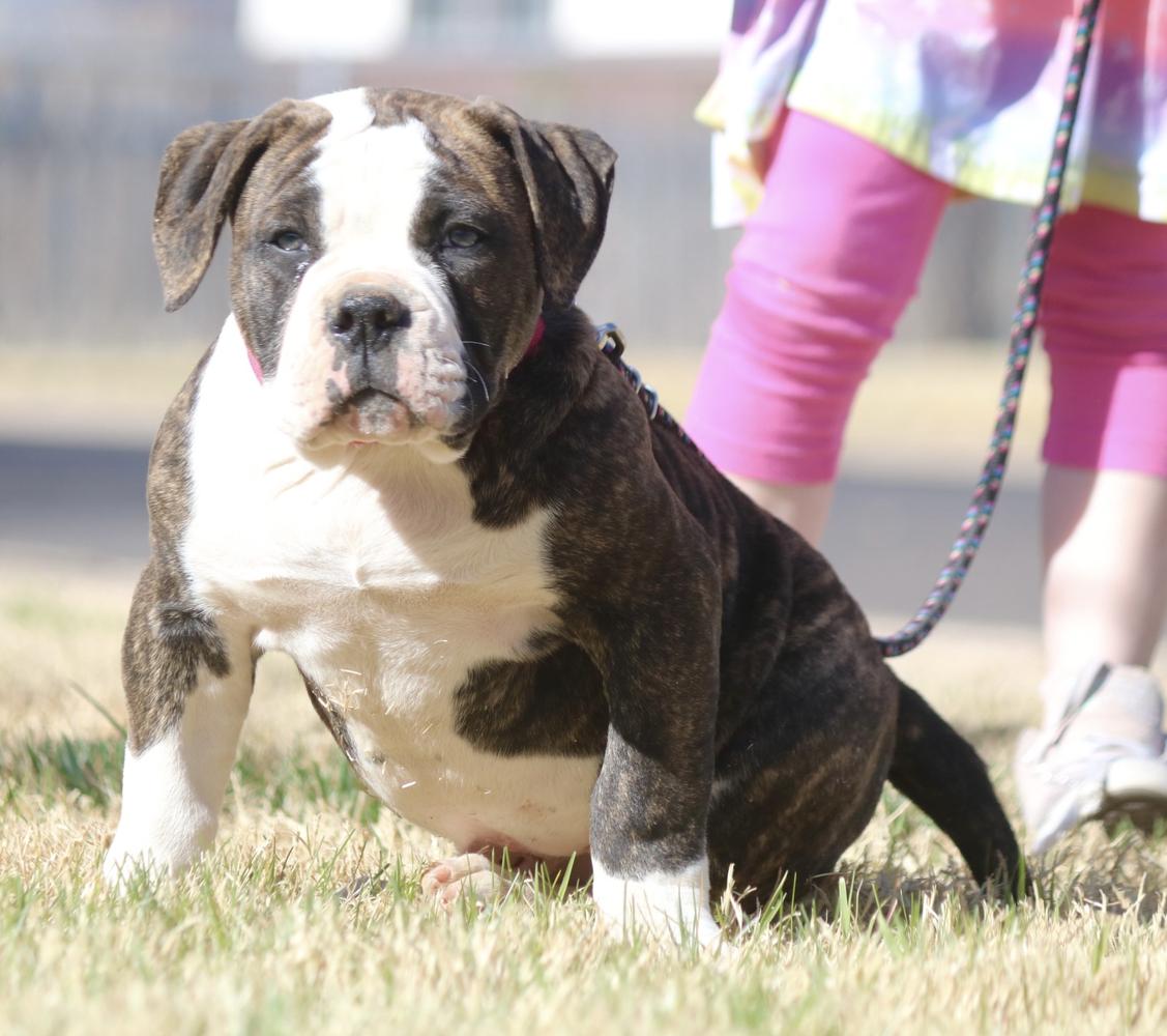 BullyBadass’s Get Ripped | American Bulldog 