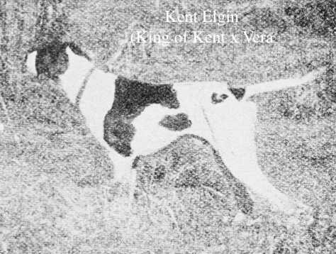 Kent Elgin (King of Kent x Vera Bang) | Pointer 