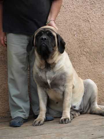 Evita Slnko Zemplina | Mastiff 