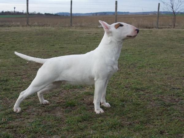 Lankák-Ore California Indica | Bull Terrier 