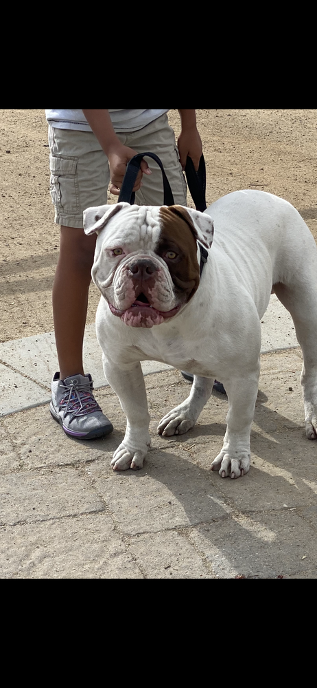 MABK Sugar Bear | American Bulldog 