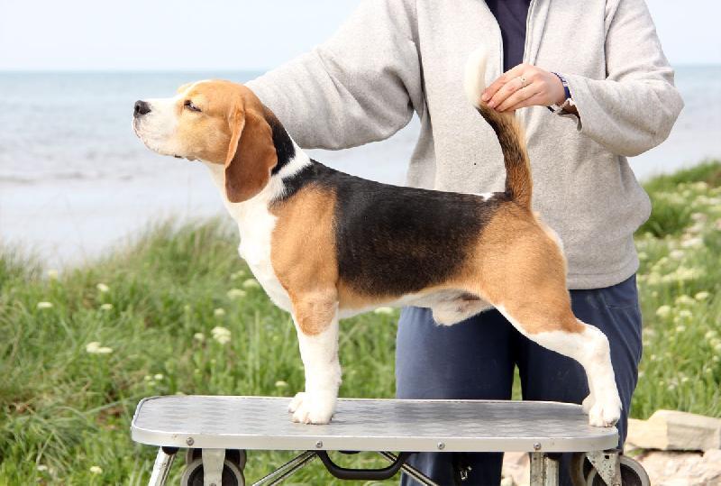 Szephegyi-Szimat Virgonic | Beagle 