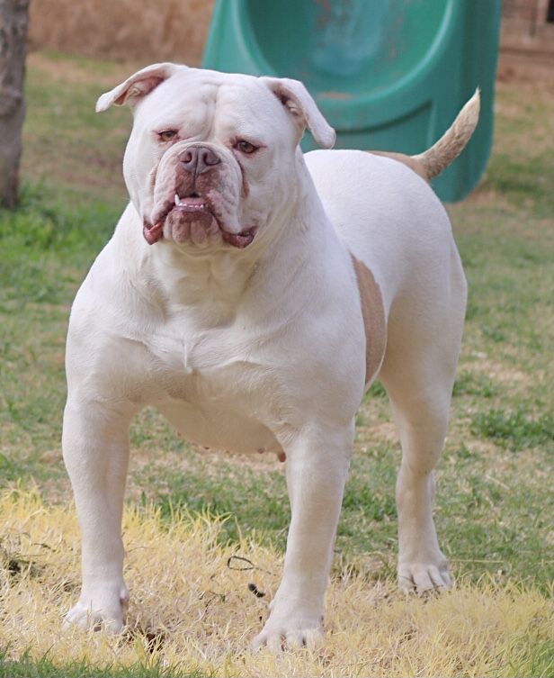 BullyBadass’s Cherry on Top of OVB | American Bulldog 