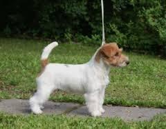 KNOTTELITEN'S MO LA LA | Jack Russell Terrier 