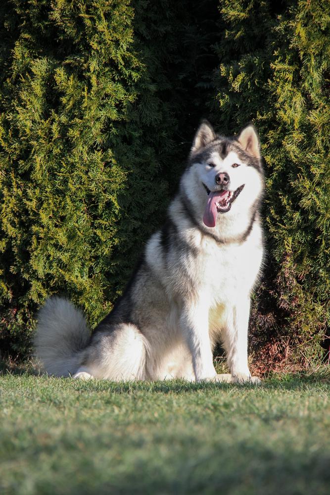 KING OF THE RING SNOW KIDS | Alaskan Malamute 
