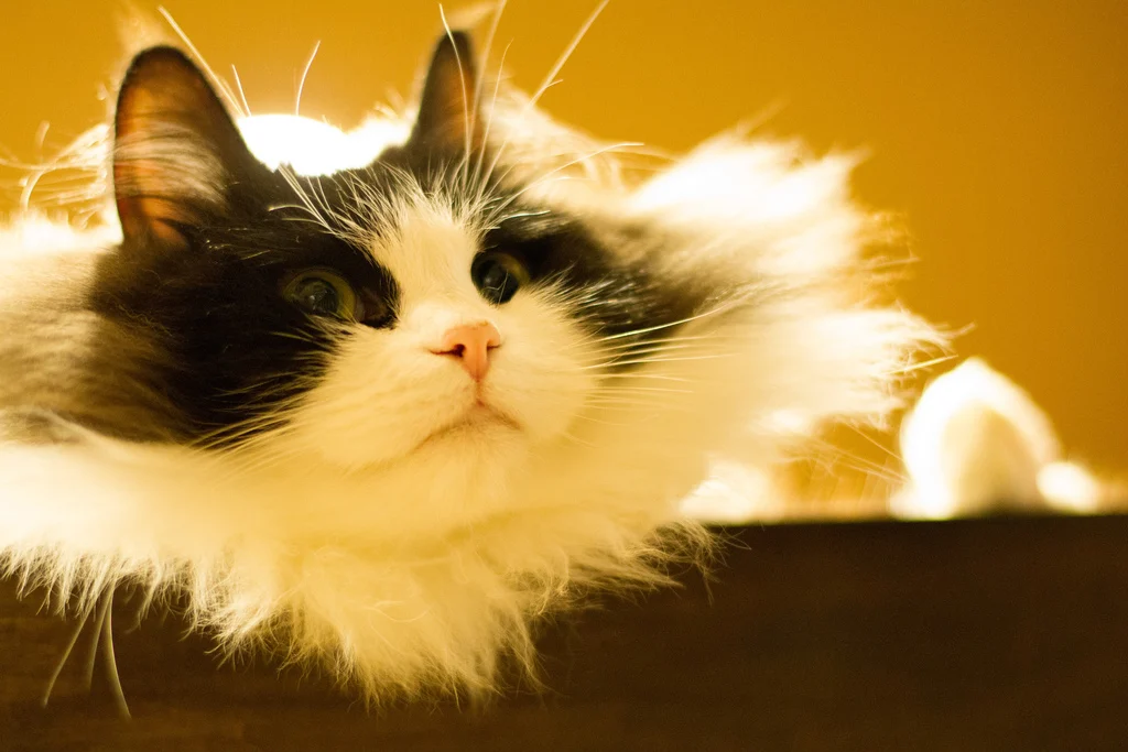 Ragamuffin ( Liebling)
