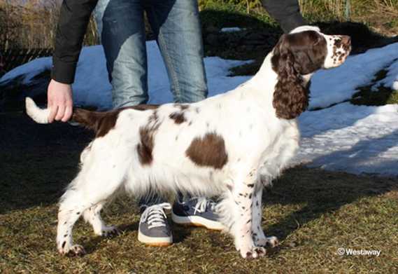 Westaway Best Food Forward | English Springer Spaniel 