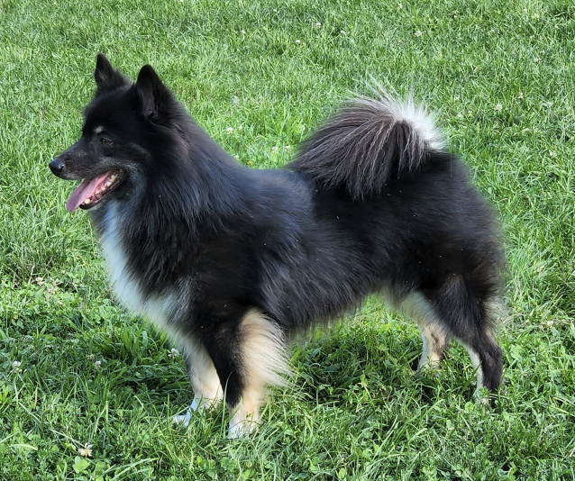Pikatti's Midnaetursol Nonni | Icelandic Sheepdog 