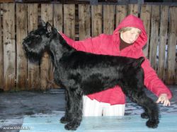 Grigus Unexpected Pleasure | Giant Schnauzer 