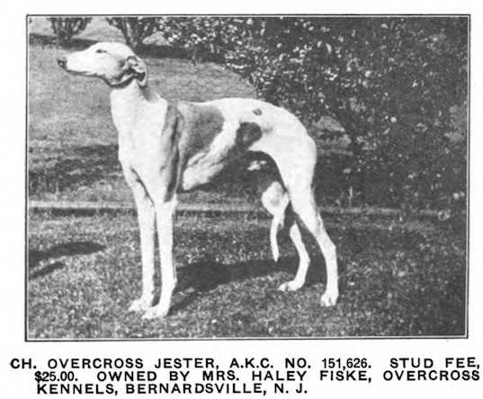 Overcross Jester (151626) | Greyhound 