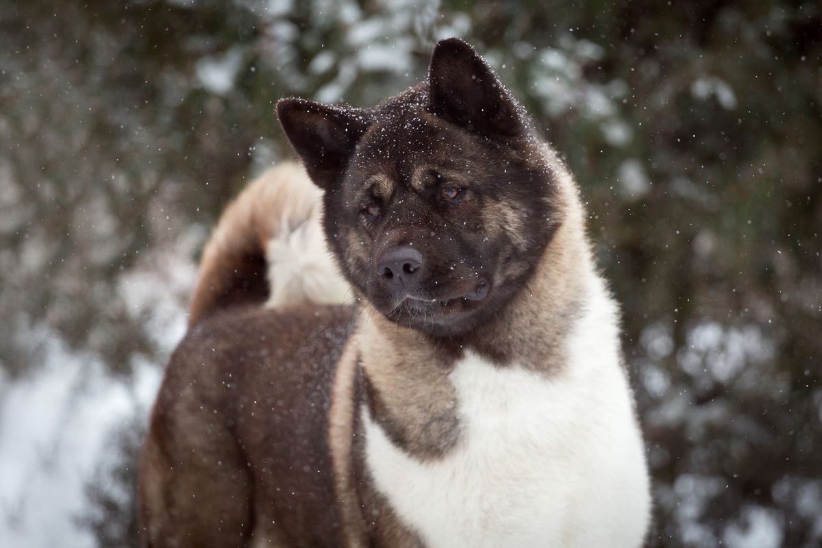 Zoloto Sevara Viteliya At Top | Akita 