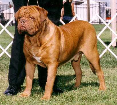 Rising Star's Hugo Boss | Dogue de Bordeaux 