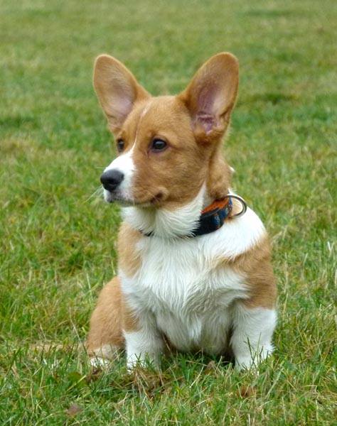 AMALTEA Gratia Superis | Cardigan Welsh Corgi 