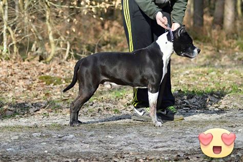 ugo vanessa | American Staffordshire Terrier 