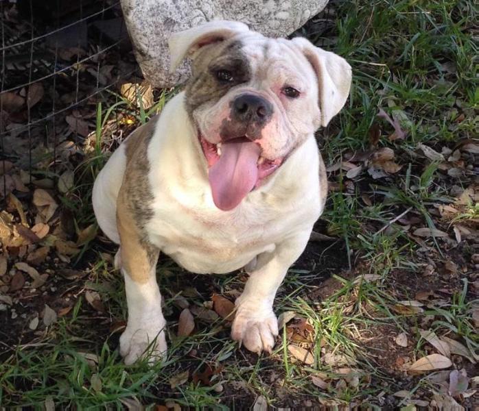 Fotus Heisman | Olde English Bulldogge 