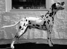 Dalmo’s Educated Edgar | Dalmatian 