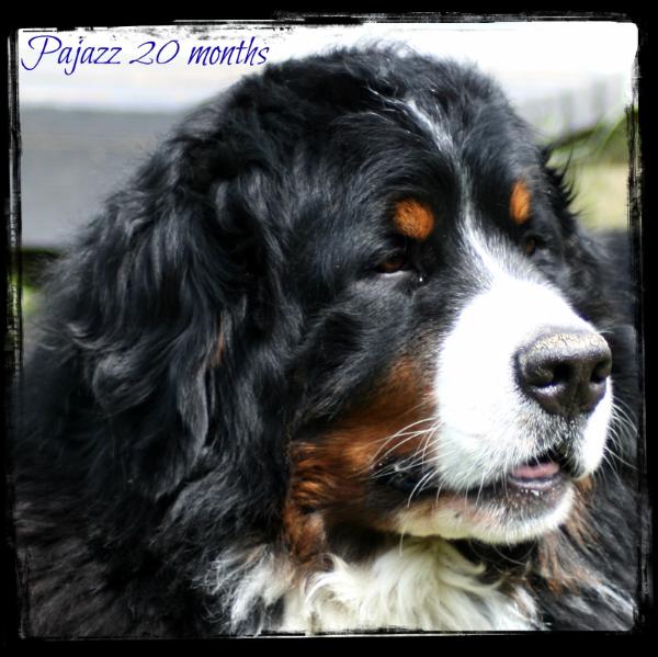 Pop Up della Torre d'Ovarda | Bernese Mountain Dog 