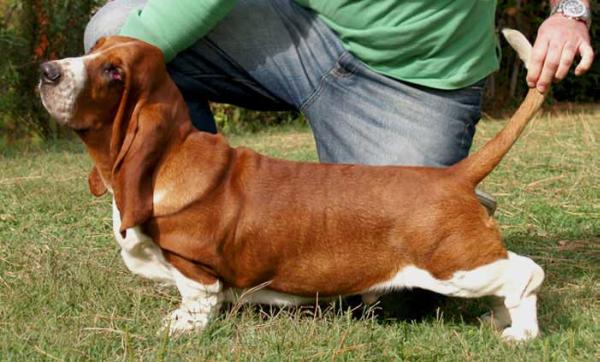 NewDown Bassets Korinthos | Basset Hound 