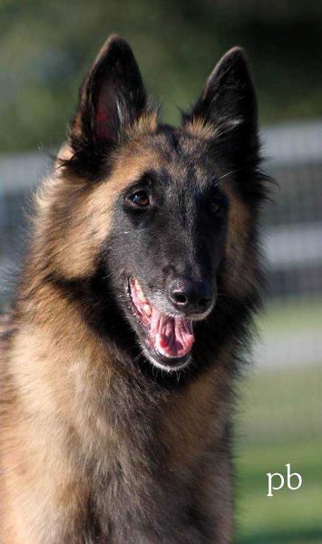 LA VIE EST BELLE DES LOUPS DE MOUSETTE | Belgian Tervuren 