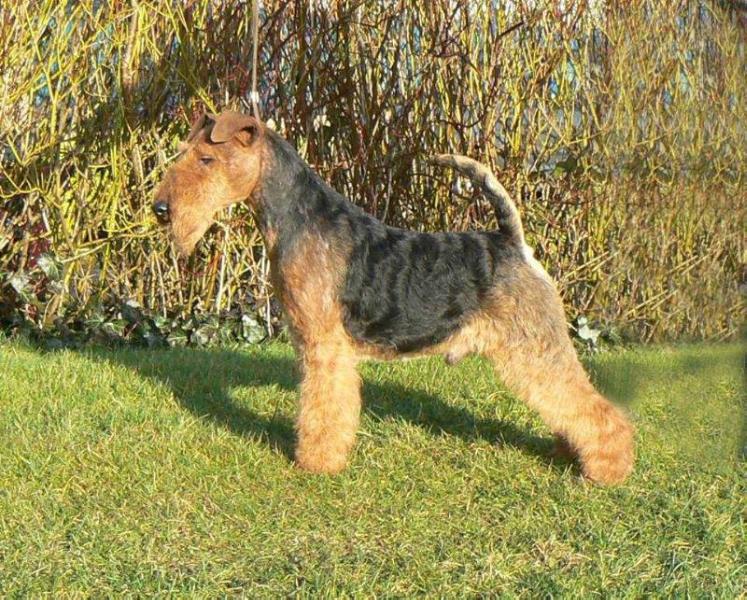 Eskwyre Wyart Earp | Welsh Terrier 