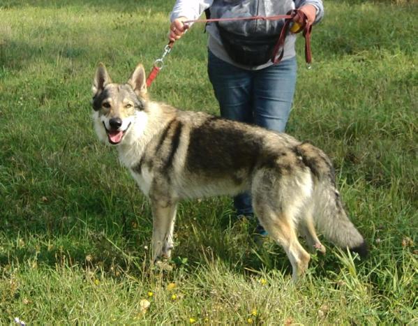 Alan Ainar iz Vitairii | Czechoslovakian Wolfdog 