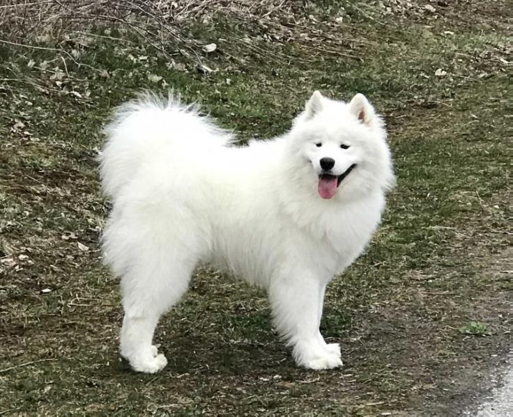 Dakshi Adorable Smile | Samoyed 