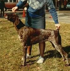 Lorien's Alfa V.D. Norden Herbst | German Shorthaired Pointer 