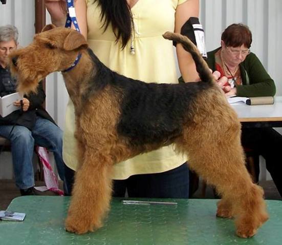 Finlandia od Guvernéra | Welsh Terrier 