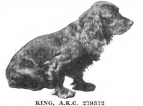 King (AKC 279372) | American Cocker Spaniel 