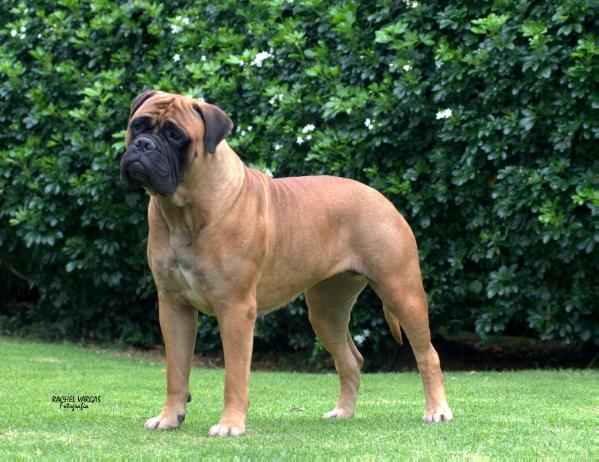 Knatchbull's Teka at La Balsa | Bullmastiff 