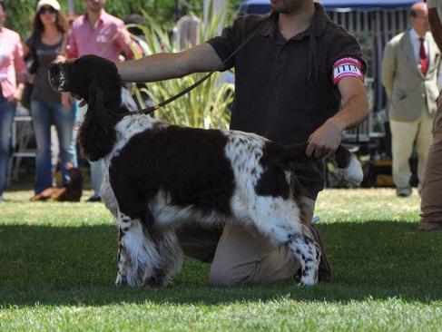 Java de São Barão | English Springer Spaniel 