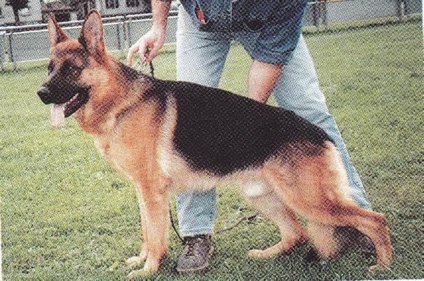 Chicko vom Hammelsbacher Hof | German Shepherd Dog 