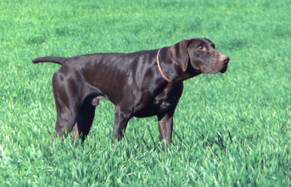 Basile de la Porte de Becray | German Shorthaired Pointer 