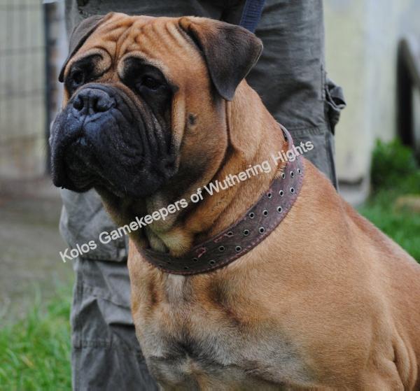 Kolos Gamekeeper of Wuthering Hights | Bullmastiff 